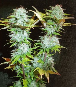 Super-Bud-Auto.jpg