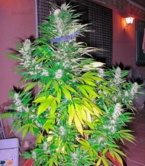 white_widow.jpg
