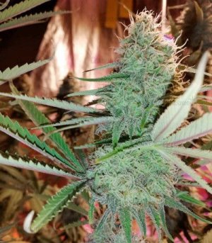 Cookies-Haze.jpg