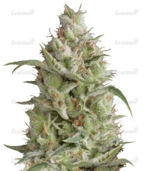 sort_Sumos_OG.jpg