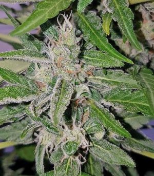 Deep_Purple_Haze_Auto.jpg