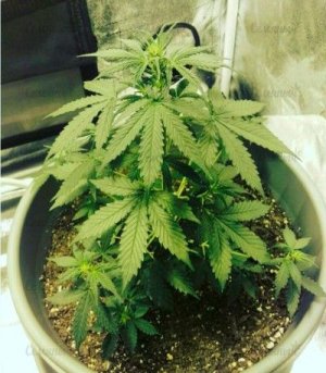 Northern_Lights_Auto.jpg