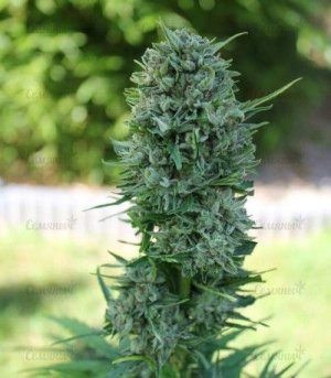 AK_49_AutoFem.jpg