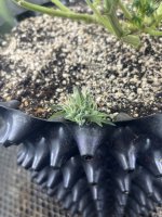 IMG_0138.jpeg