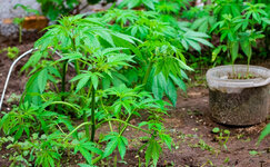 Kultivaciya-kannabisa-v-ogorode__DgFMQ2KkhbliIzfr.jpg