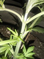 IMG_20251223_173326.jpg
