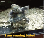 coming-i-am-coming-babe.gif