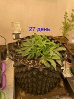 IMG_2921.jpeg