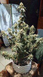 Инопланетный гость