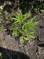 IMG_9771.jpeg
