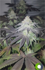 Screenshot_2026-07-28-13-20-54-249_com.yandex.browser.png