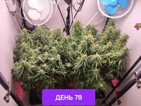 ПЕРВЫЙ ГРОВ
