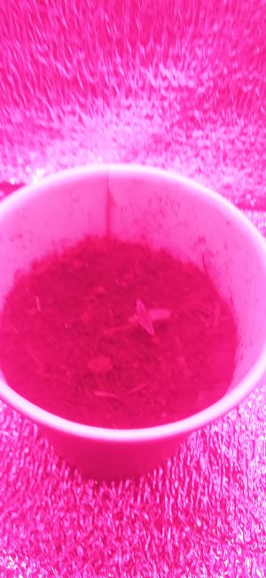 IMG_20220818_200733_1.jpg