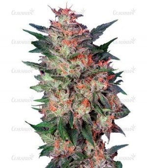 White Widow.jpg