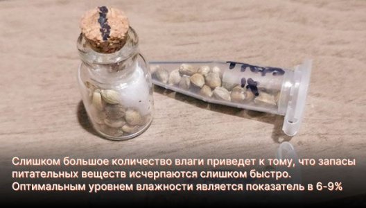 Влажность для хранения семян конопли Влажность для хранения семян конопли