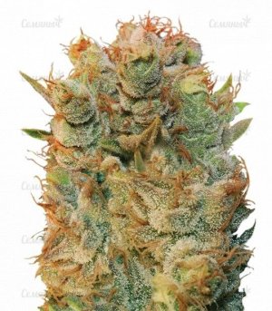 MK_Ultra_Kush_X_Bubble.jpg