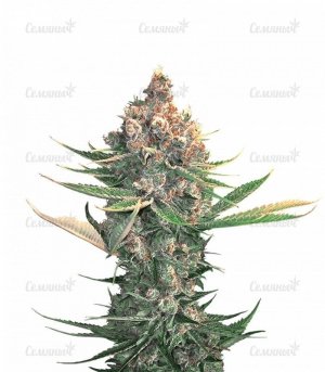 Dawg_Star_Kush.jpg