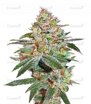 Skunk_XXX_regular.jpg
