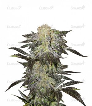 Mendocino_Madness_regular.jpg