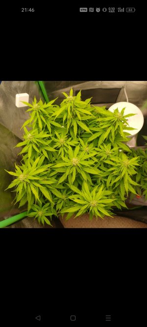 Screenshot_2023-04-11-21-46-32-49_948cd9899890cbd5c2798760b2b95377.jpg