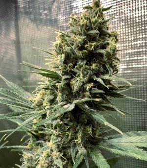 Chocobang--sort-kannabisa__QfK4BvnSgYukszAx.jpg