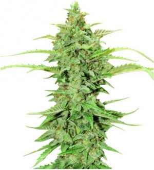 cbd gc auto.jpg cbd gc auto.jpg