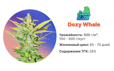 Dozy Whale