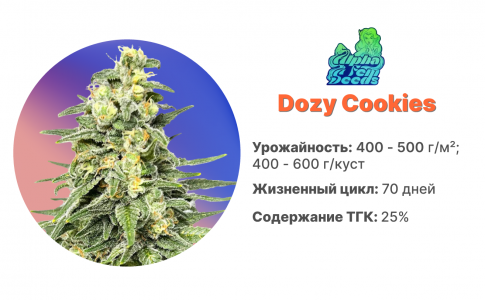 Dozy Cookies