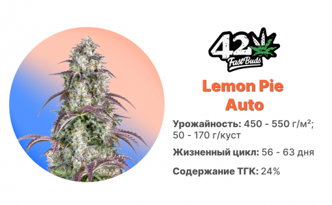 Lemon Pie Auto
