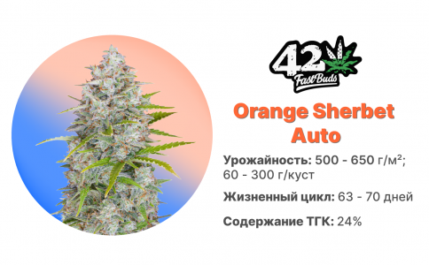 Orange Sherbet Auto