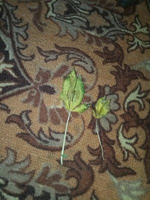 IMG_20100128_100641_1.jpg