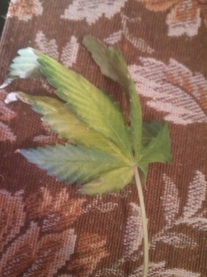 IMG_20100213_140739_7.jpg