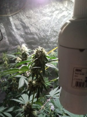 IMG_20100309_125058_1.jpg