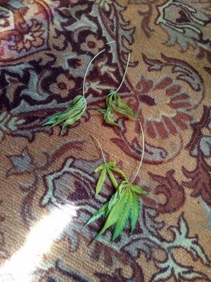 IMG_20100316_004315_7.jpg