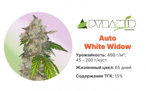 Auto White Widow
