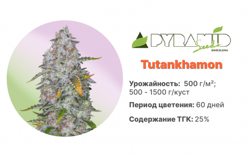 Tutankhamon 