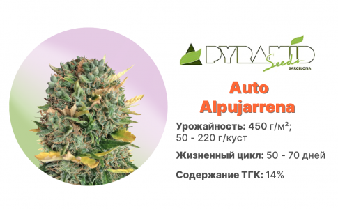 Auto Alpujarrena