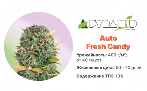 Auto-Fresh-Candy.png