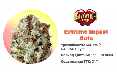 Extreme Impact Auto
