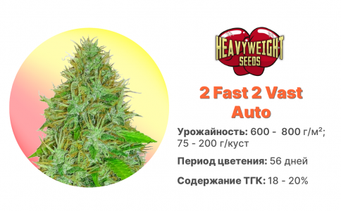 2 Fast 2 Vast Auto