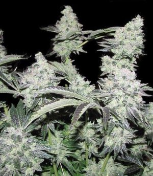 Pineapple_Express_FastBuds_kust_konopli__PC6Jnp8zNq0jBtQX.jpg